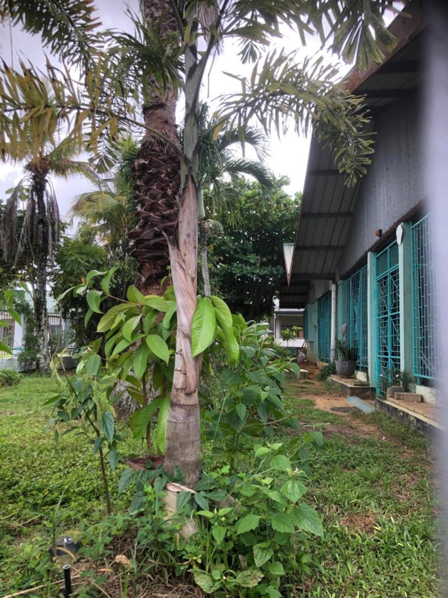 Unu Pikin Guesthouse Paramaribo Ngoại thất bức ảnh