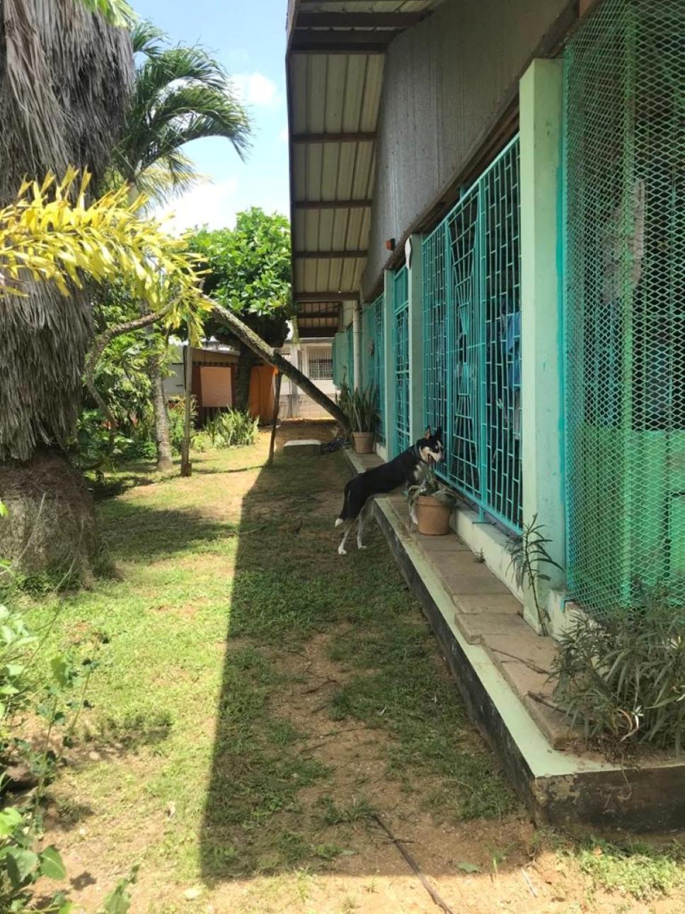 Unu Pikin Guesthouse Paramaribo Phòng bức ảnh